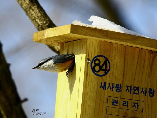 동고비